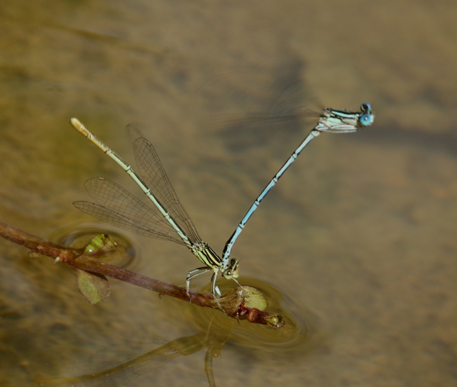 Coenagrion puella?